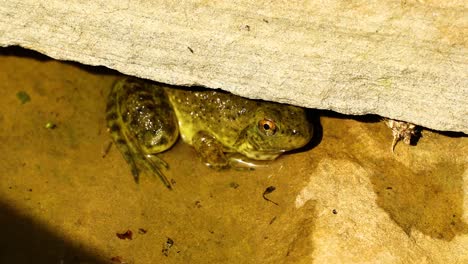 Baby-Amerikanischer-Ochsenfrosch-Versteckt-Sich-Unter-Einem-Felsen