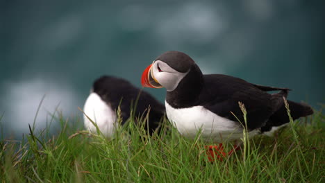 Ave-Marina-Salvaje-Del-Frailecillo-Atlántico-De-La-Familia-Auk-En-Islandia.