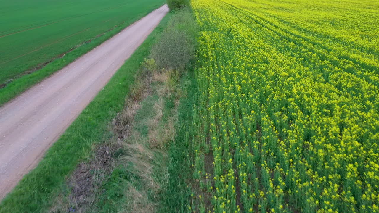 꽃이 만발한 카놀라 꽃과 시골길로 들판 위를 비행하다