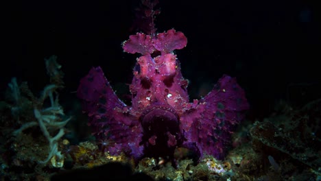 Rhinopias-frondosa-purple-Weedy-Scorpionfish-with-parasite-Lembeh-4k-25fps