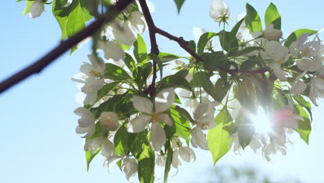 Apple-blossoming-against-bright-sun-in-closeup.-Apple-flowers-in-garden.