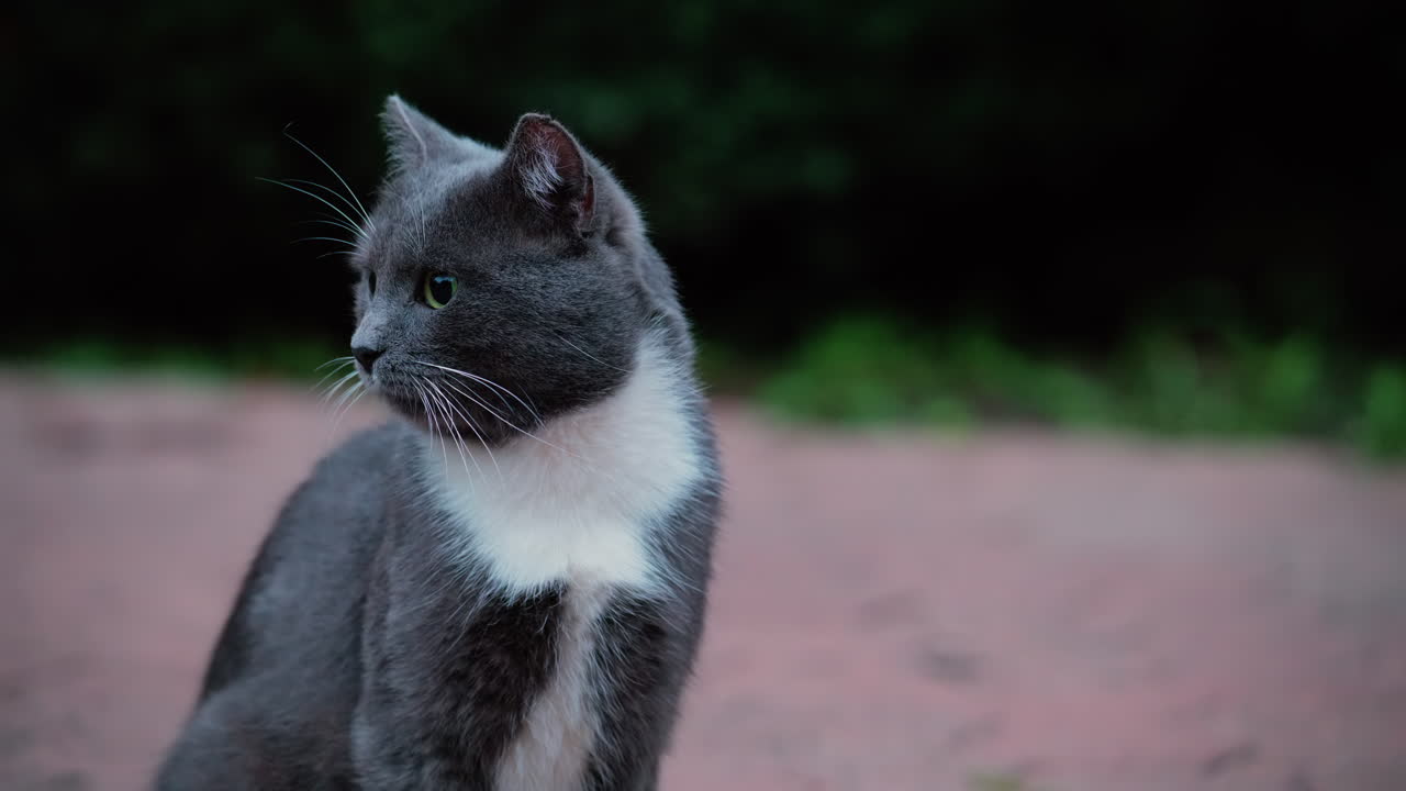 Side profile of a grey and white cat attentively looking into the distance outdoors