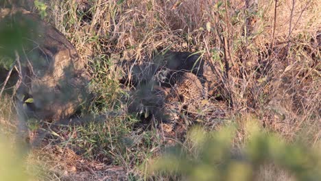 adorable little leopard cub is camouflaged well in tall savanna grass