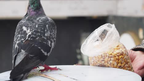 pigeon eating corn