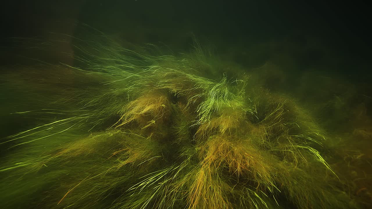 초록색 노란색 해초 와 해조류 가 바닥 을  ⁇ 고 어두운 물 에서 부드럽게 흔들린다
