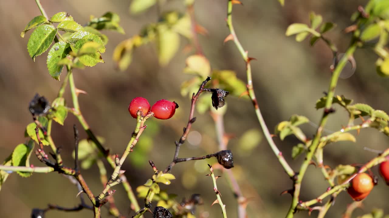 Rosehip branches with red and black berries sway gently in natural light, set against a blurred background