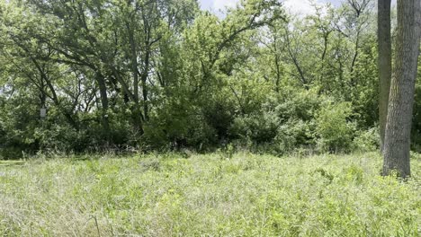 Tree-seeds-floating-in-the-sky-against-a-green-environment-on-a-sunny-day