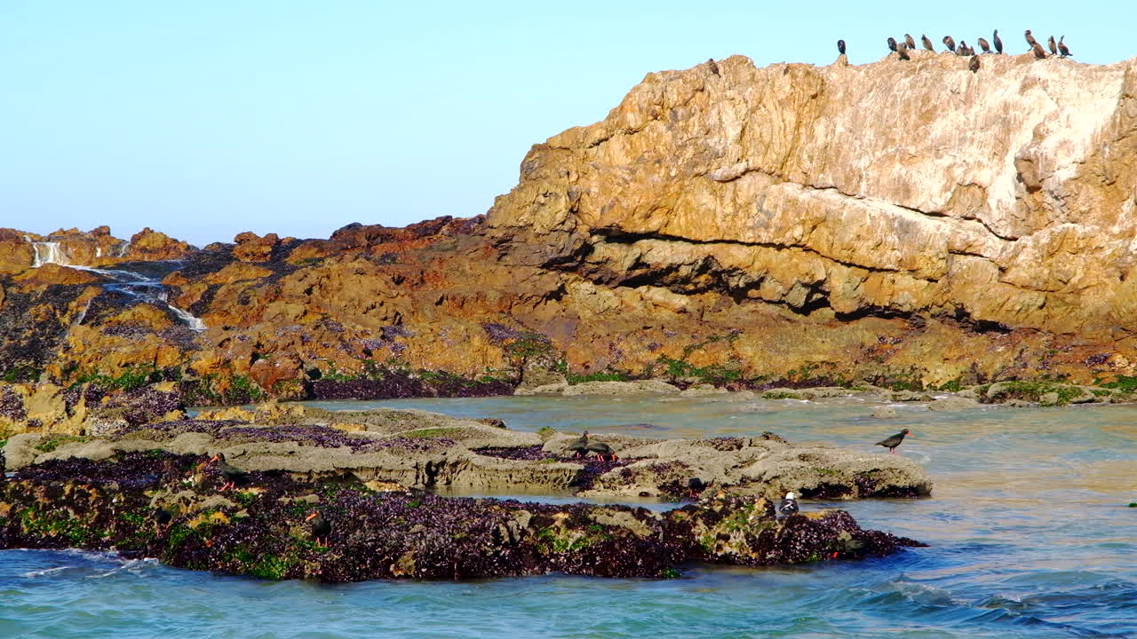 Birds on Coastal Rocks