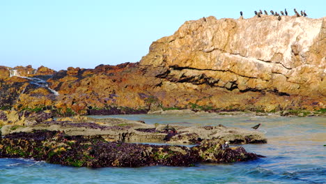 birds on coastal rocks