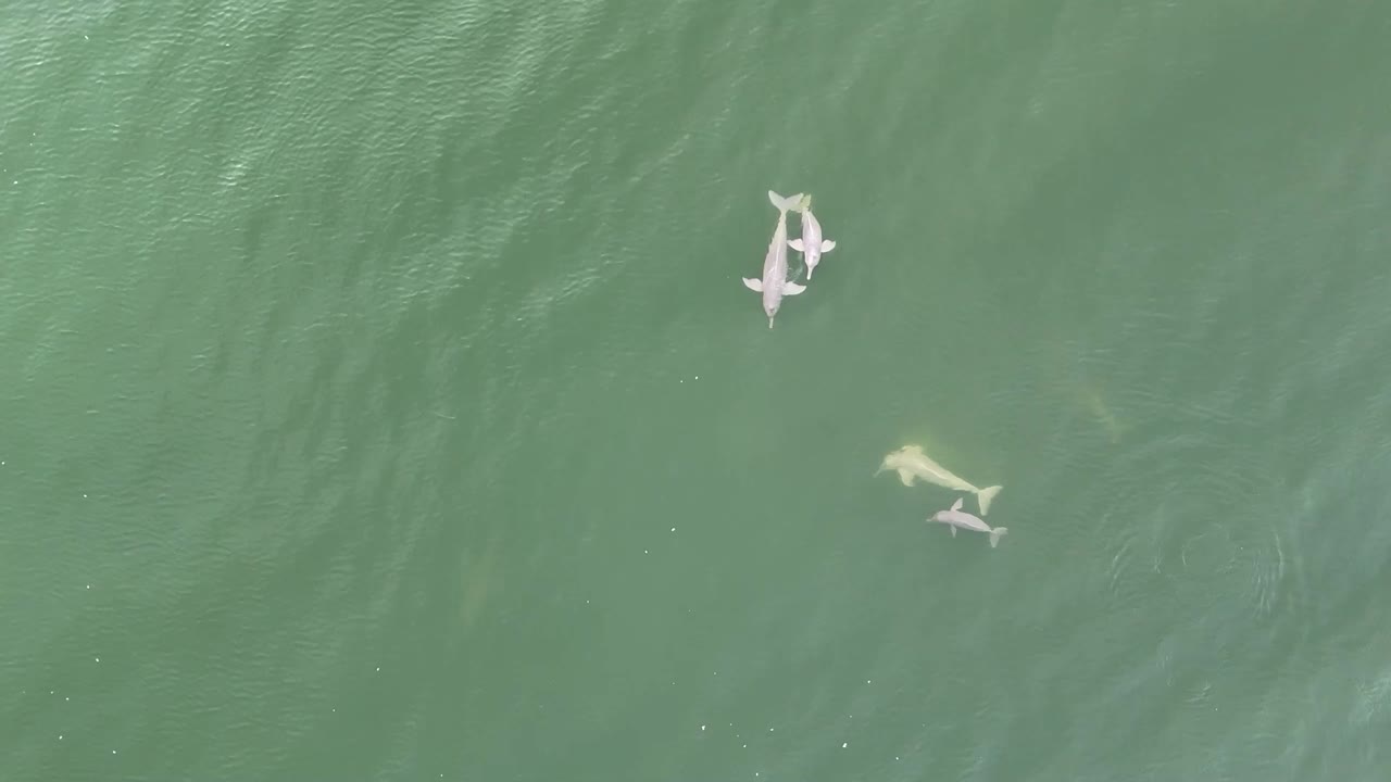 drone cenital shot of this gorgeous dolphins family freely swimming in the brazilean amazon. captured with DJI mini 4 pro at 60fps
