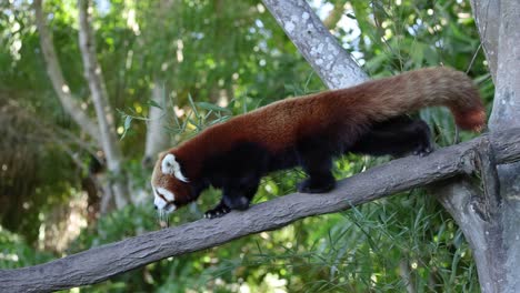 red panda walking along a tree branch