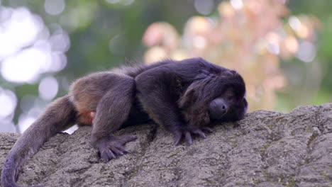 Mono-Aullador-Adulto-Negro-Durmiendo