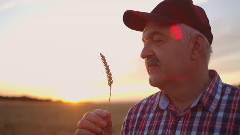 primer plano: un viejo agricultor estudia y examina un cepillo de centeno. mantenga los brotes de grano y evalúe la calidad. el agricultor disfruta de la belleza de la cosecha
