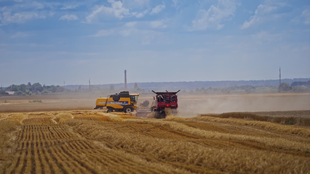 Working Harvesting Combine. Harvester harvest ripe wheat on farm
