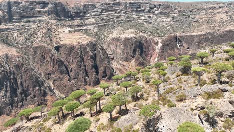 Parque-Nacional-Del-Cañón-Ayhaft-Con-árboles-De-Sangre-De-Dragón-En-La-Isla-De-Socotra,-Yemen