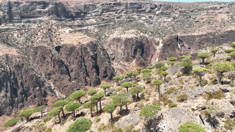 parque nacional del cañón de ayhaft con árboles de sangre de dragón en la isla de socotra, yemen