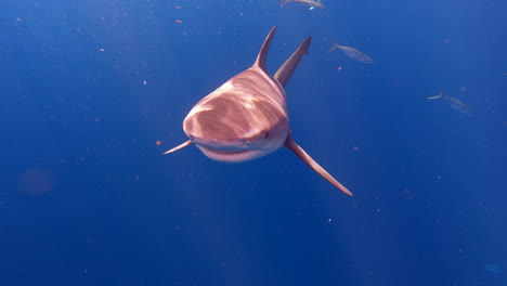 el tiburón toro gira y nada directamente hacia la cámara con los dientes fuera.