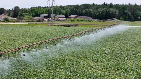 a farm field in central wisconsin is irrigated with a sprinkler system