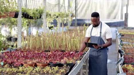 african american man with tablet inspecting plants in greenhouse nursery, copy space