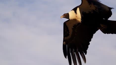 condor flying over a red canyon landscape