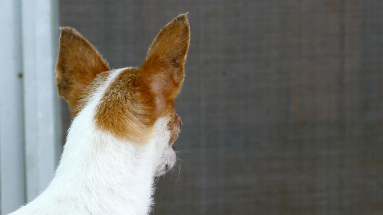 el perro chihuahua está mirando la puerta de la casa.