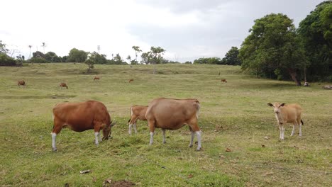 asian family of brown cows, cattle grazing in southeast asia, green meadow hills, agricultural landscape, dreamy atmosphere, bali indonesia