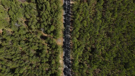 Aerial-footage-of-a-tarmac-road-crossing-a-pine-tree-forest
