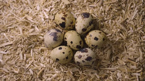 Quail-eggs-on-straw-litter