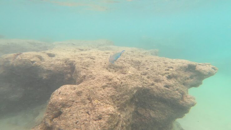 Colorful Parrotfish Feeding On Algae In The Tropical Reefs Of Hanauma Bay, Hawaii