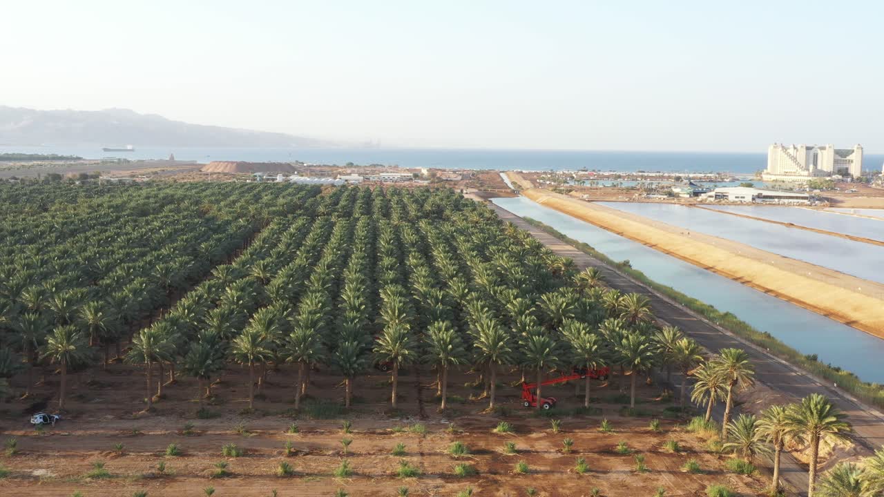 medjool date palms orchard 남부 아라바 사막, 이스라엘, 공중 촬영