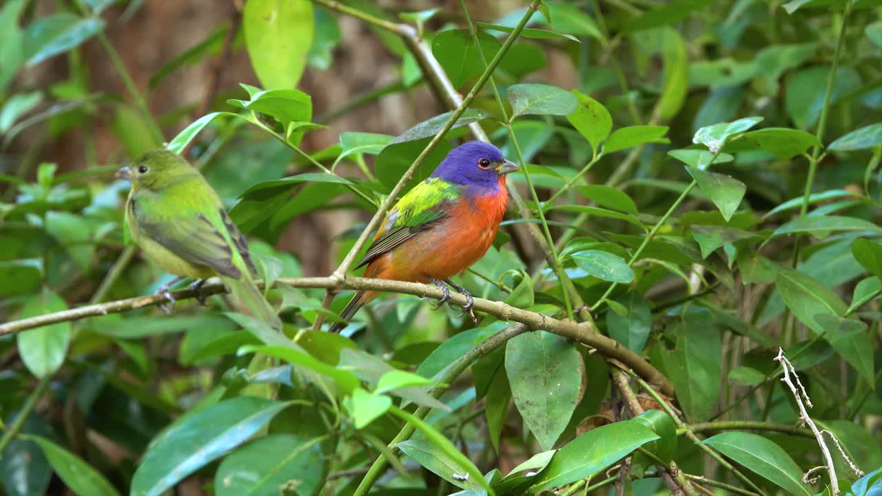 숲에서 남성과 여성 페인트 멧새 명금