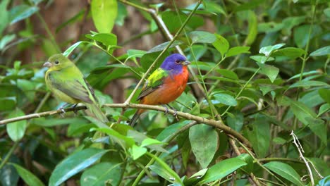 male and female painted bunting songbirds in a forest