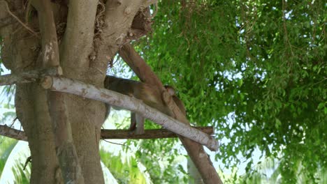 Mono-Dorado-Rascándose-El-Cuerpo-Mientras-Está-Sentada-En-La-Rama-De-Un-árbol-En-La-Ciudad-De-Danang,-Península-Khi-Son-Tra-De-Vietnam