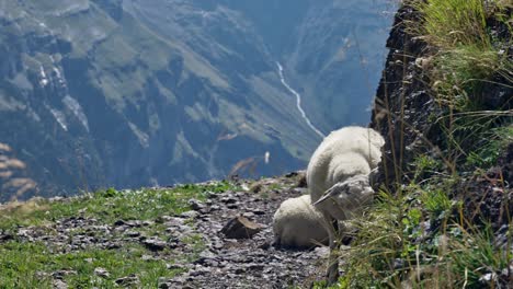 the cinematic view is presented by a truly natural scene in a picturesque mountain valley, where a sheep is seen grazing on grass and creating a breathtaking sight
