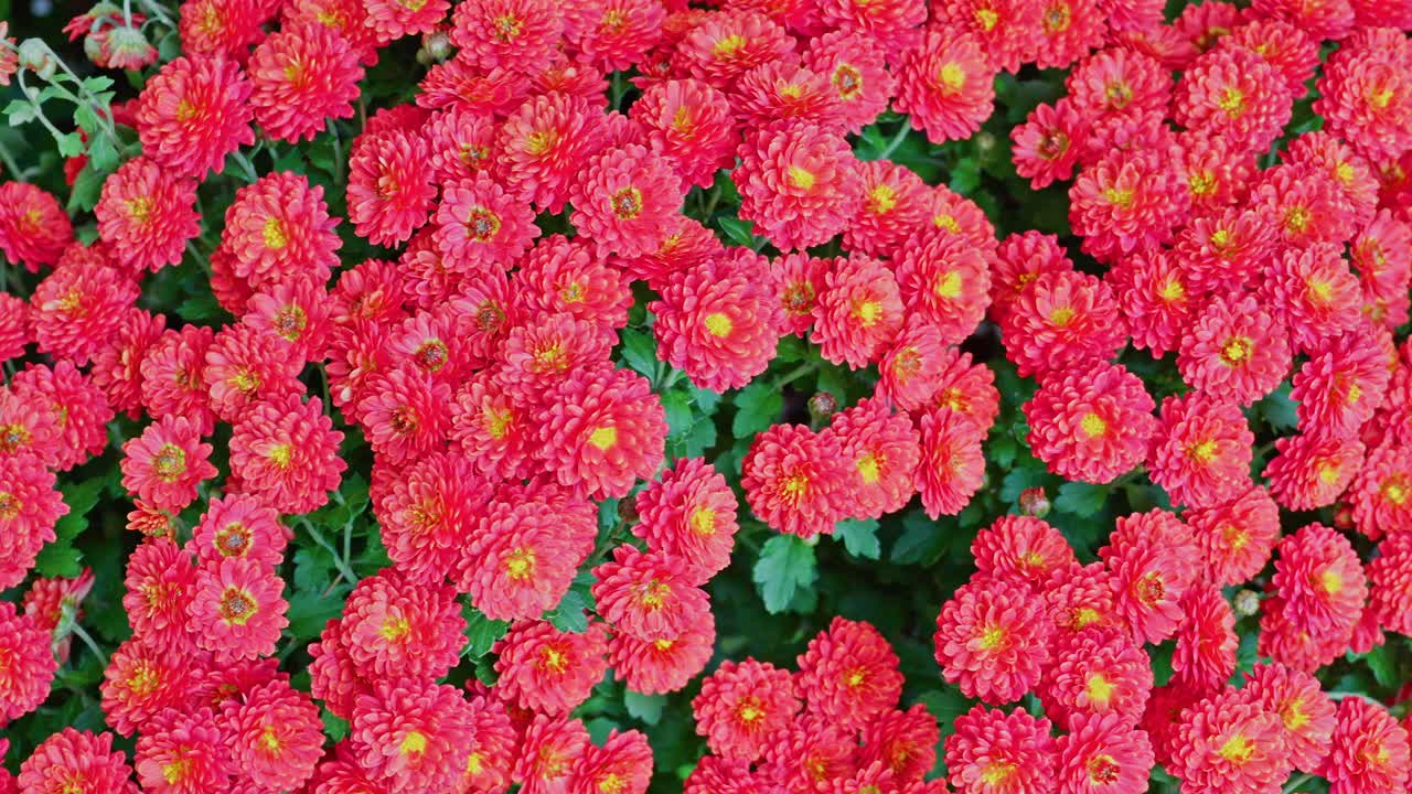 A close-up, full-frame shot of dense, vividly colored red and orange chrysanthemums with yellow centers