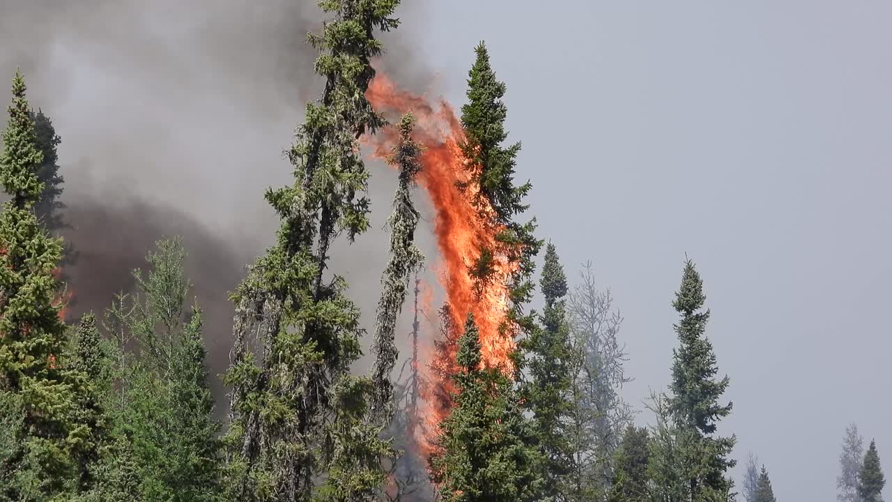 Telephoto view of tall tree caught ablaze on raging red fire with black smoke