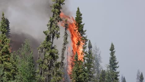 Teleaufnahme-Eines-Hohen-Baumes,-Der-In-Einem-Tosenden-Roten-Feuer-Mit-Schwarzem-Rauch-In-Flammen-Steht