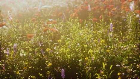 real-field-and-flowers-at-sunset