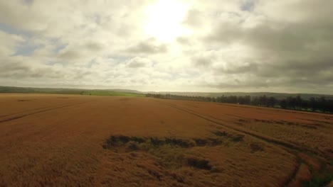 Drone-footage-of-golden-fields-