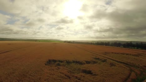 drone footage of golden fields