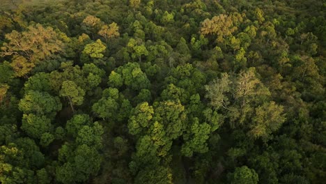 Africa-Scenery-Aerial-Shot-of-Beautiful-Forest-Landscape-Trees-and-Treetops-From-Above-in-Amazing-Golden-Sun-Light,-Looking-Down-on-Masai-Mara-in-Kenya,-Hot-Air-Balloon-Ride-Flight-View-of-Nature