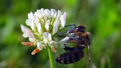 european dark bee feeding on the nectar of a white clover plant- macro