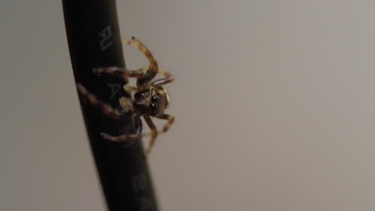 Hairy jumping spider moving slowly. Close-up video of a small creature.