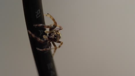 hairy jumping spider moving slowly. close-up video of a small creature.