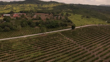 Aerial-view-of-orange-trees-and-road-in-the-middle