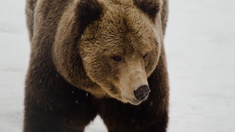 Brown-Bear---Grizzly-Bear-Looking-Around-During-Snowfall-At-Winter-In-Norway