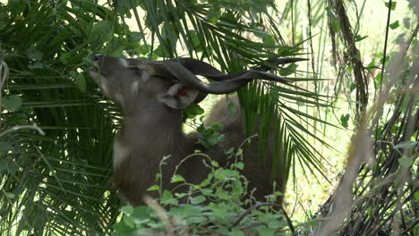 medium shot of a rare marsh buck antelope with spiral horns, eating leaves from trees