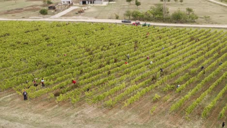 Una-Hermosa-Toma-De-Drones-Del-Viñedo-En-El-Pueblo