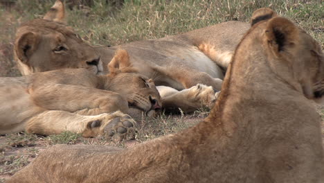 lions sleeping together in the savannah grass slowly waking up