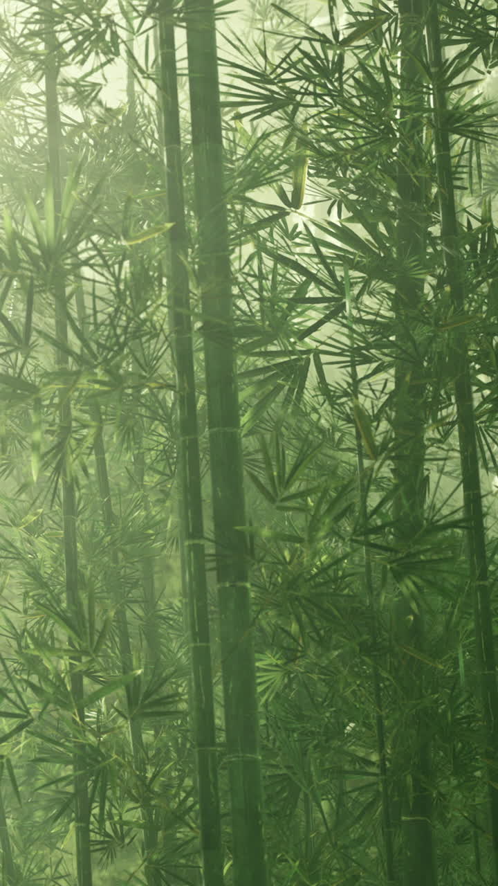 Foresta di bambù nella luce mattutina durante le prime ore